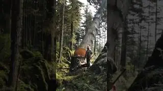 Big tree cutting down #wood #ytshorts #tree #stihl #woodworking #shortsfeed #chainsaw