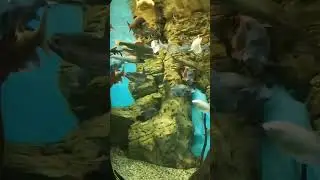 океанариум#екатеринбург #морские жители и не только🐠🐟