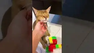 Как мурчит рысь и чаузи 😽 АСМР: мурчание кота