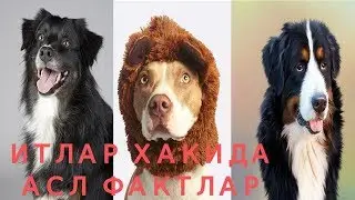 ИТЛАР ХАКИДА АСЛ ФАКТЛАР