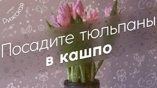 Посадите тюльпаны 🌷 в кашпо!