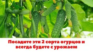 Посадите пучковые огурцы и всегда будете с урожаем