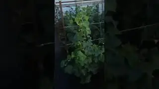 МОИ ОГУРЦЫ ОТДЫХАЮТ от ЖАРЫ