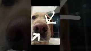 гав блет