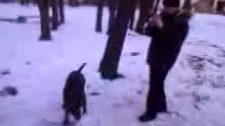 Собака катает снеговика