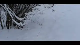 А.Маршал 