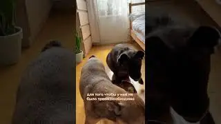 Как передвигается по дому спинальник?
