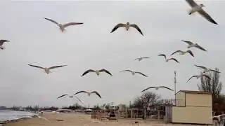 Море, чайки.  Лузановка, февраль 2019