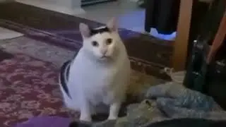 Huh Cat - Original Version
