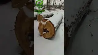 🆘🆘🆘 У горы Куштау снова валят деревья