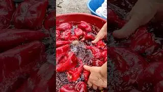 Biber Salça Yapımı, Salçalık Biber 🌶️