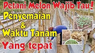 Cara Semai Melon dan Perawatan Bibit Melon