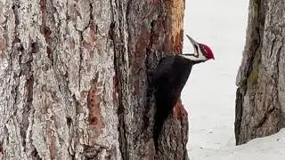 Pileated Woodpecker 3