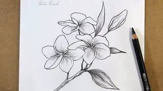 How to draw Plumeria Flower Step by Step | Pencil Drawing