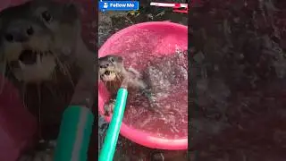 otter jinak lucu 