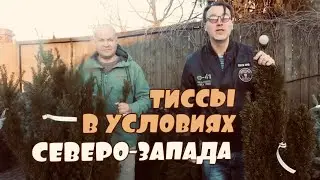 Тисс средний, остроконечный, ягодный. Сорта, уход, стрижка