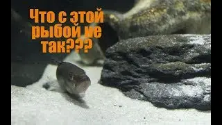Why should you be careful when buying imported aquarium fish?
