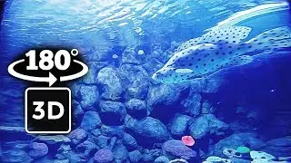 VR RELAXING INSIDE THE AQUARIUM AMBIENCE WITH FISH