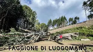 ADDIO FAGGIONE • il gigante della Foresta