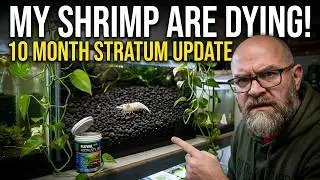 Fluval Stratum Shrimp Tank Update: Struggling Colony and Fertilizer Fix