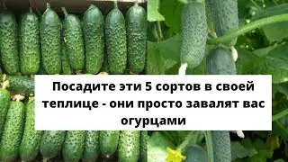 ПОСАДИТЕ ЭТИ 5 СОРТОВ в своей теплице - они просто завалят вас огурцами