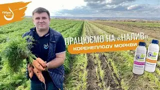 Працюємо на "налив " коренеплоду моркви.