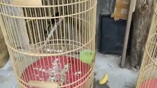 TRIP KE 4 , langsung kita gas full materian ,jalan lapangan , pastol prospek ,MURAI GACOR FULL STOK