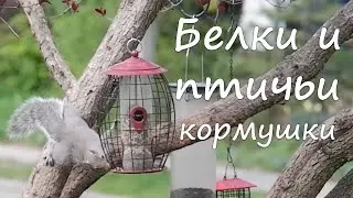 Белки и противобеличьи кормушки