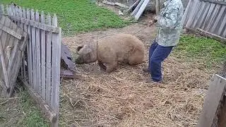 Кастрация взрослых кабанов.