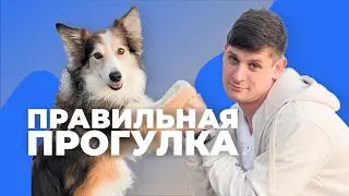 5 ОШИБОК НА ПРОГУЛКЕ С СОБАКОЙ 🐶 Научиться правильно гулять со щенком 🐕 Что делать на улице 🐩
