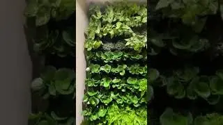 Фитодизайн 2