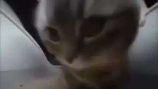 chipi chipi cat (+20 Social credit) 1H