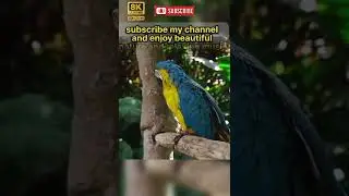 beautiful birds in tha world #shorts