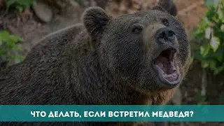 Что делать, если встретил медведя?