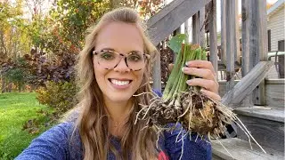 How To Dig And Store Calla Lily Bulbs!