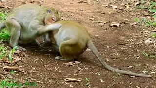 Spoil boy Sweet pea always cry when play with draw / Monkey Post