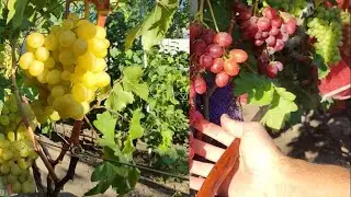 Миланка и Эффект О.М.