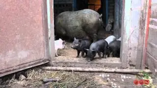 Korean pig with piglets