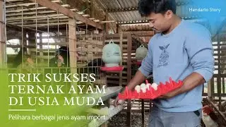 Sukses Ternak Ayam Import & Kembangkan Berbagai Jenis Ayam Petelur Import