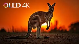 Kangaroo .Samsung TV , LG TV , Sony HDR TV, OLED TV, QLED TV, iPhone, Huawei, Xiaomi, 4K / 8K / 12K