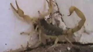 Giant Garage Scorpion