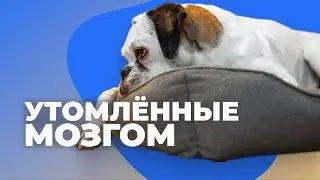 4 СПОСОБА УТОМИТЬ СОБАКУ ПРАВИЛЬНО  🐶 Как правильно измотать щенка 🐕 Почему не устает бесится дома 🐩