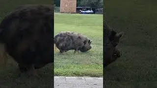 🙊😲🐷🐖 ВО ЭТО  ХРЮШКА, ВОТ ЭТО ДА!!! А  СКОЛЬКО ШАШЛЫКА..... 😀