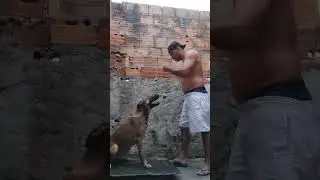 pastor malinois 8 meses adestramento . lôla e papai