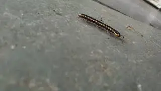 cradles Vs creature