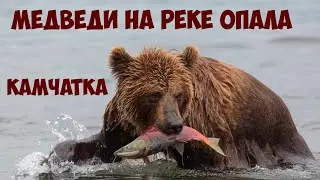 Медведи на реке Опала Камчатка