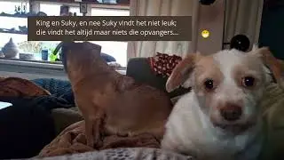 King (in opvang) en eigen hond Suky 🥰😆