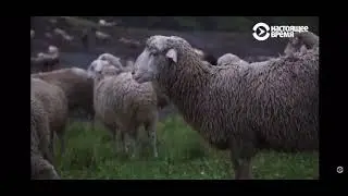 Настоящие Горские Чабаны