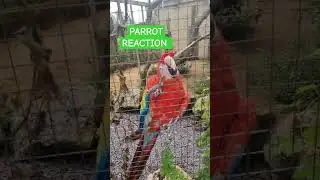 Parrot talk! #birdland #aviary #birdwatching