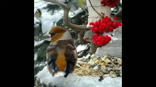 ДУБОНОС НА КОРМУШКЕ (Hawfinch)